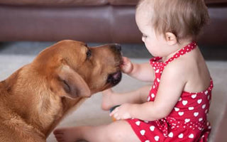 How to introduce a new dog to your family.