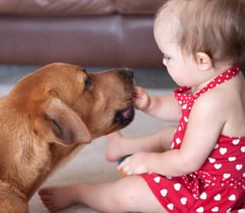 How to introduce a new dog to your family.