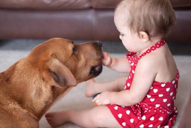 How to introduce a new dog to your family.