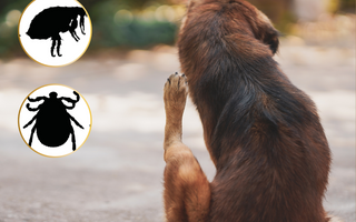 🐾 Flea & Tick Season Is Here: Protect Your Pets Naturally
