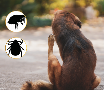 š¾ Flea & Tick Season Is Here: Protect Your Pets Naturally