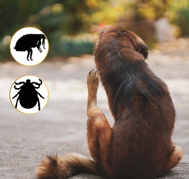 🐾 Flea & Tick Season Is Here: Protect Your Pets Naturally