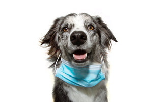 When My Dog Got Kennel Cough: What Every Pet Parent Should Know