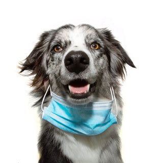 When My Dog Got Kennel Cough: What Every Pet Parent Should Know