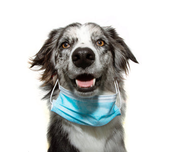 When My Dog Got Kennel Cough: What Every Pet Parent Should Know