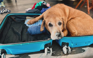 10 Steps to Choosing a Pet Sitter.