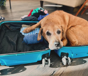 10 Steps to Choosing a Pet Sitter.