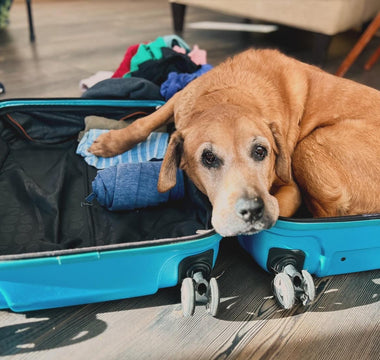 10 Steps to Choosing a Pet Sitter.