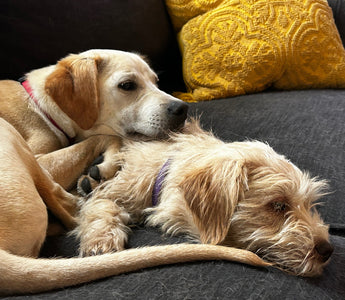 What to consider before adopting a dog.