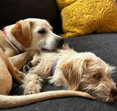 What to consider before adopting a dog.