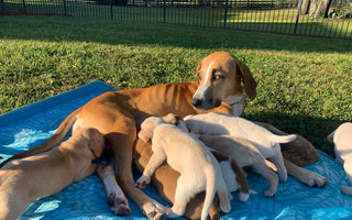 The History of Spaying and Neutering