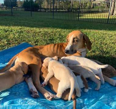 The History of Spaying and Neutering