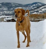 Frostbite and Dogs: What You Need to Know