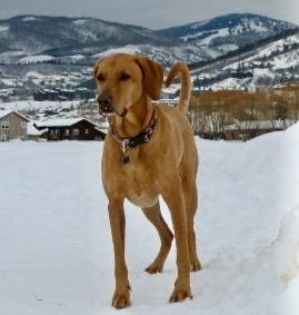 Frostbite and Dogs: What You Need to Know