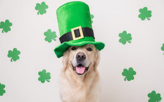 Celebrating Saint Patrick's Day with Your Dog: Fun Ideas and Tips