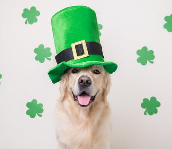 Celebrating Saint Patrick's Day with Your Dog: Fun Ideas and Tips