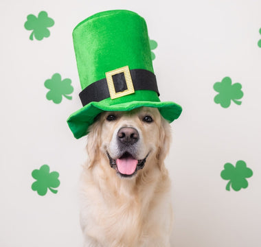Celebrating Saint Patrick's Day with Your Dog: Fun Ideas and Tips