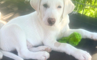 How to Create the Perfect Puppy Routine (And Why It Matters)