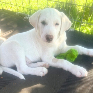 How to Create the Perfect Puppy Routine (And Why It Matters)