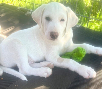 How to Create the Perfect Puppy Routine (And Why It Matters)