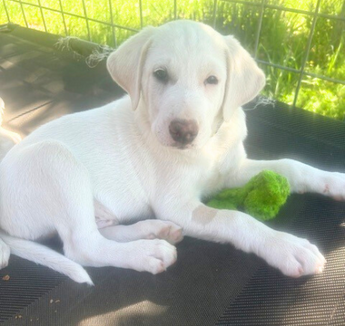 How to Create the Perfect Puppy Routine (And Why It Matters)