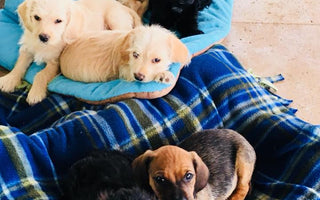 Selecting the perfect dog