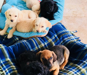 Selecting the perfect dog