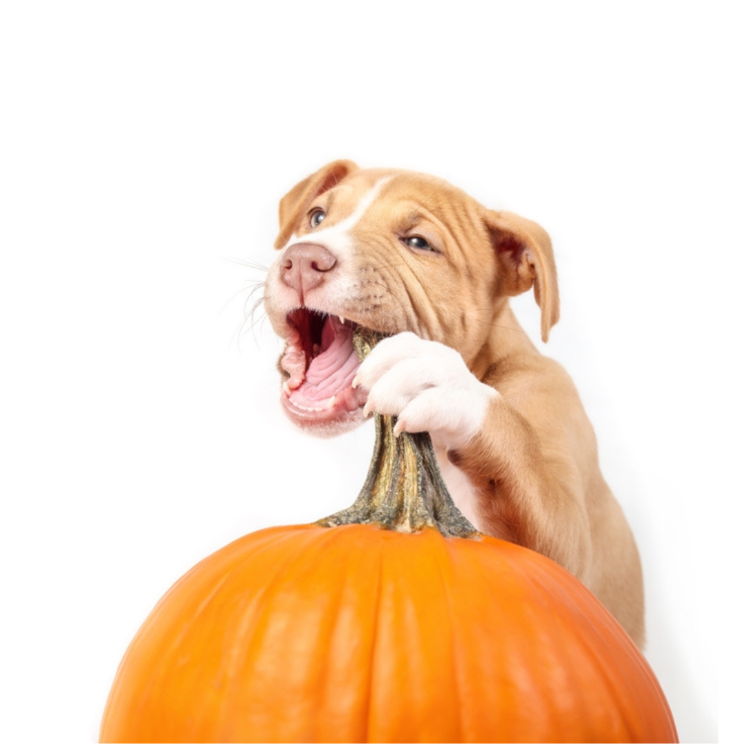 Are pumpkins okay for dogs best sale