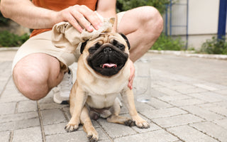 Understanding Heat Strokes in Dogs: Symptoms, Treatment, and Prevention