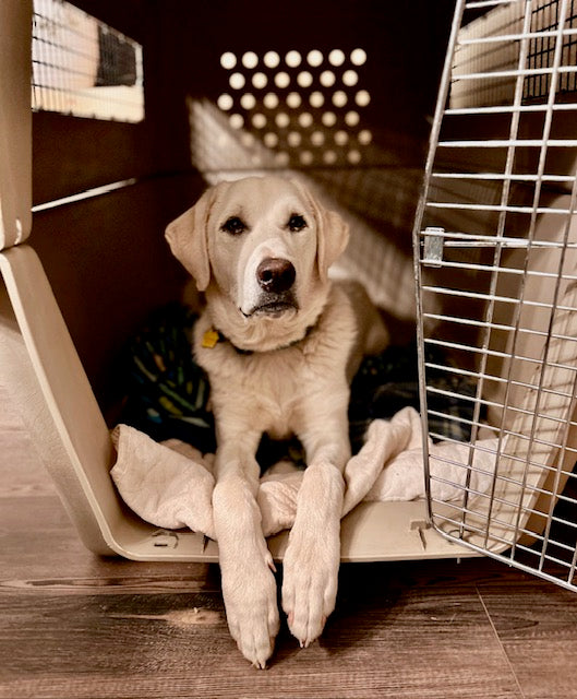 "To crate train or not to crate train, that is the question." Three