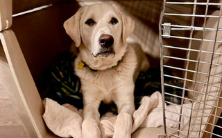 "To crate train or not to crate train, that is the question."