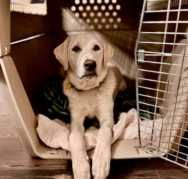 "To crate train or not to crate train, that is the question."