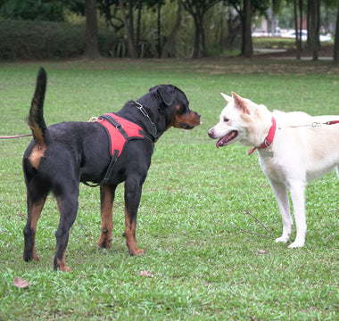 How to properly introduce your new dog to your existing dog(s)