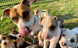 Becoming a foster parent for puppies and dogs in need.