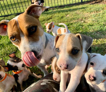 Becoming a foster parent for puppies and dogs in need.