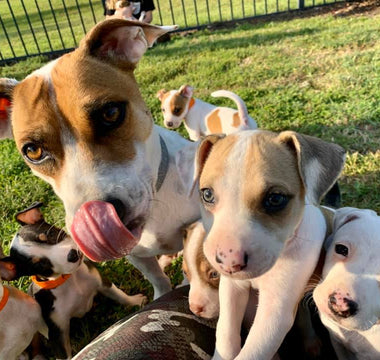 Becoming a foster parent for puppies and dogs in need.