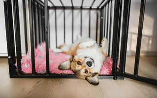 Your step-by-step guide to crate training.