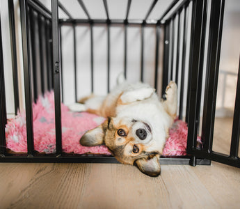 Your step-by-step guide to crate training.