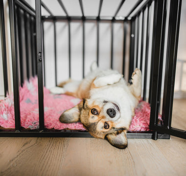 Your step-by-step guide to crate training.