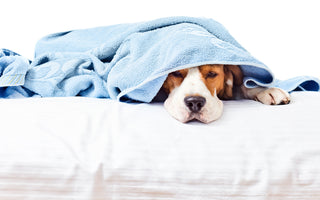 Dog Poisoning, and How You Can Help Your Dog