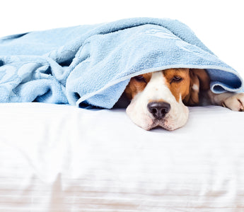 Dog Poisoning, and How You Can Help Your Dog