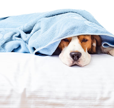 Dog Poisoning, and How You Can Help Your Dog