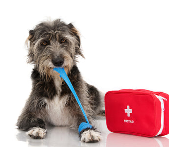 How to Handle Pet Emergencies Part 2