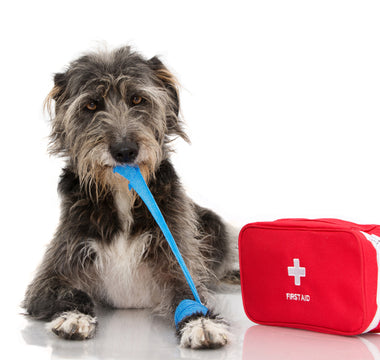 How to Handle Pet Emergencies Part 2