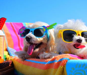 Top Tips for Keeping Your Dog(s) Cool Over the Summer. 😎