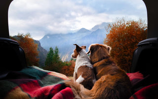 How to have a successful road trip with your dogs.