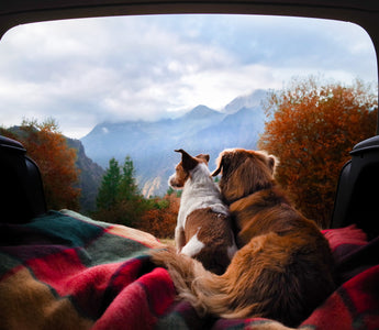 How to have a successful road trip with your dogs.
