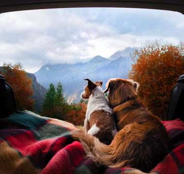 How to have a successful road trip with your dogs.