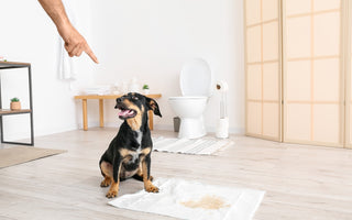 Puppy Potty Training Made Easy: A Step-by-Step Guide