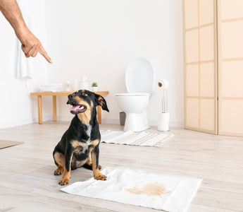 Puppy Potty Training Made Easy: A Step-by-Step Guide